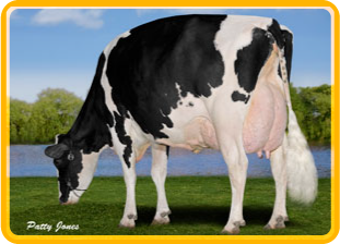 Quality Holsteins Finsco
