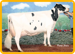 Quality Holsteins Frantisco