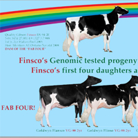 Quality Holsteins finsco genomics