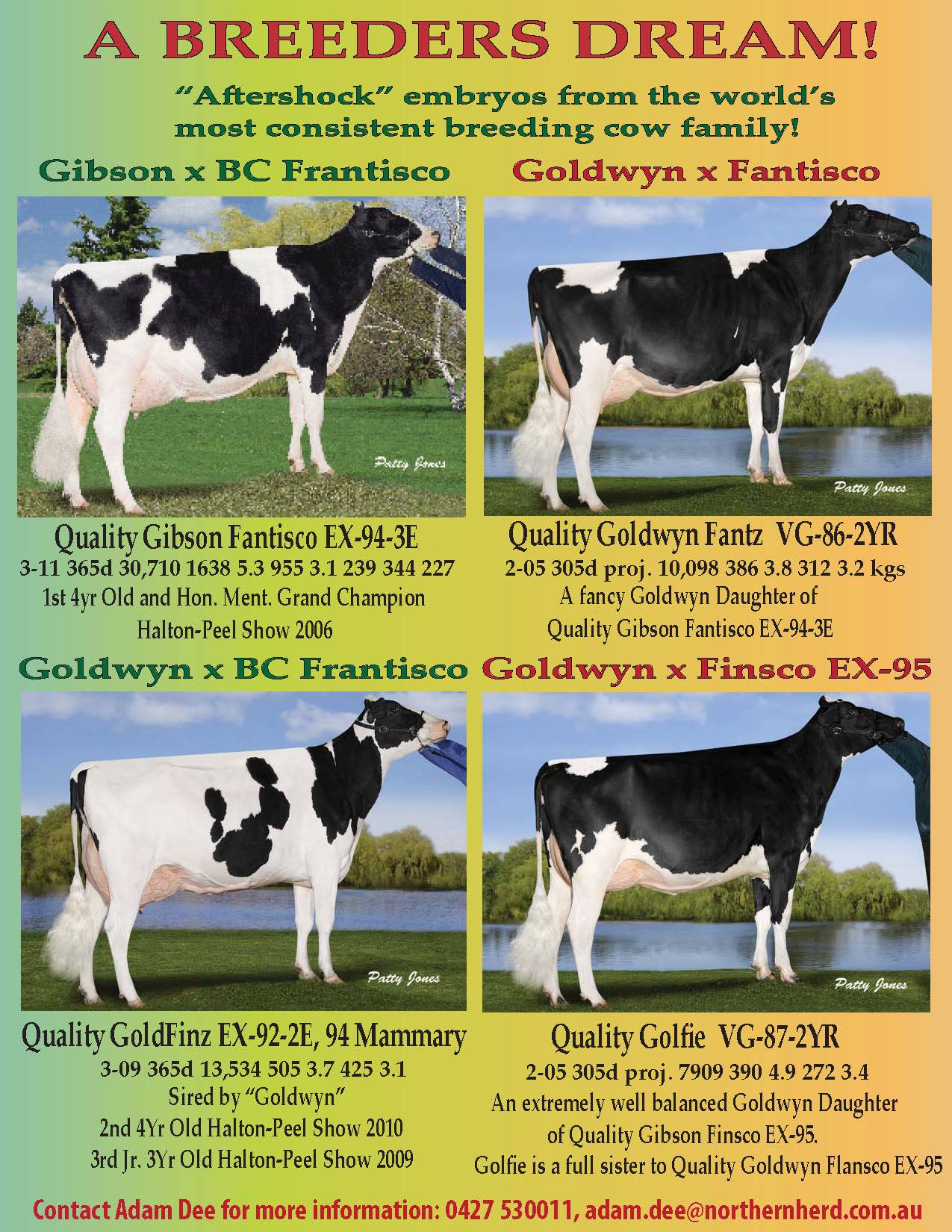 Quality Bolton Fiscon VG-89-2nd calf